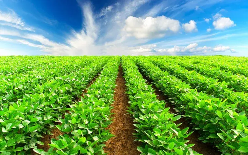 Agriculture