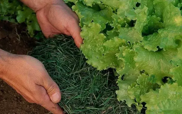 Green Manure